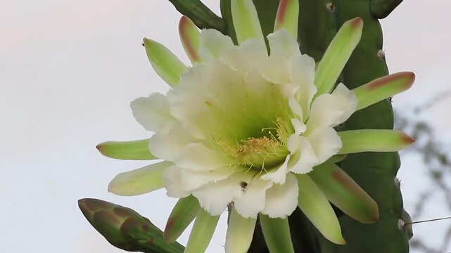 Mandacaru cactus flower blooming in Brazilian caatinga desert habitat