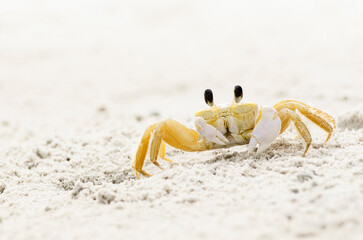 Ghost crab on sandy beach in Brazil