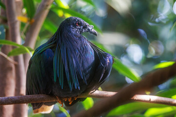 Nicobar pigeon, the only living member of the genus Caloenas, and may be the closest living relative of the extinct dodo © Rixie