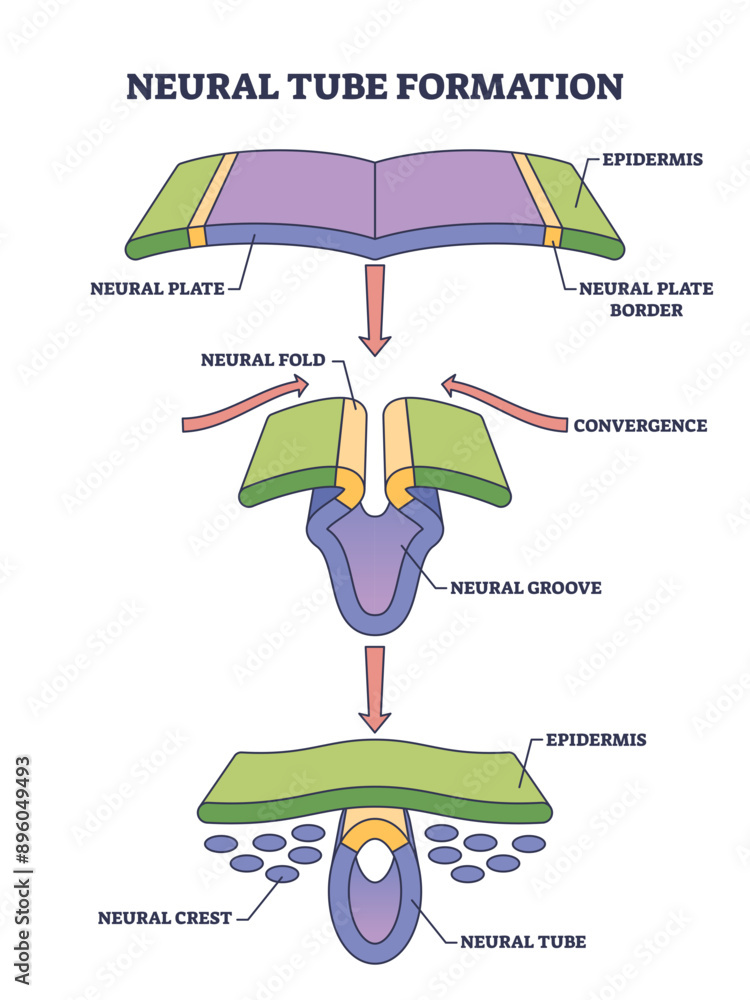 Wall mural Neural tube formation as embryo medical development stage outline diagram, transparent background. Labeled educational scheme with convergence or crest stages and structure illustration.