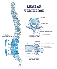 Lumbar vertebrae part of spine and anatomical structure outline diagram, transparent background. Labeled educational medical scheme with superior.