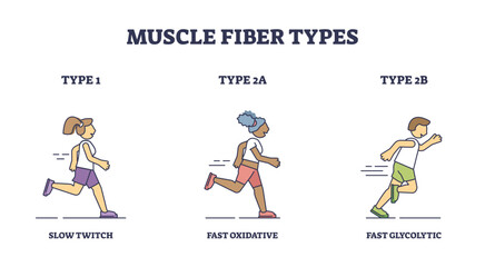 Plakat Muscle fiber types with slow and fast twitch activities outline diagram, transparent background. Labeled educational sport athlete muscular buildup with oxidative and glycolytic phases illustration.