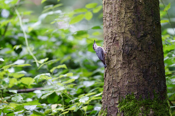 Kleiber an einem Baum
