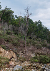 Surviving in Solitude: The Lone Tree