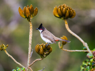 Red Whiskered Bulbul bird perching on African Tulip tree 