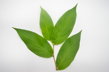 green leaves isolated on white