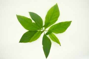 green species of monstera leaves on white