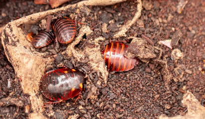 Madagascar Hissing Cockroach close-up. Exotic pet, tropical insect.