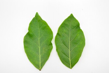 Obraz premium green leaves isolated on white. awesome pattern of leaves