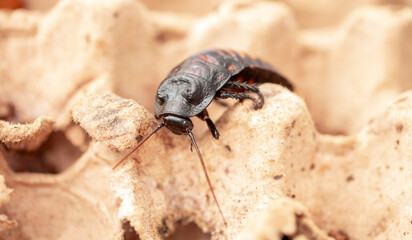 Madagascar Hissing Cockroach. A cockroach sits on a man's hand close-up. Exotic pet, tropical...