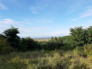 Obraz premium trees and sky