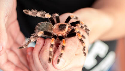 Tarantula spider on a man's hand close up. Tarantula spider as a pet.