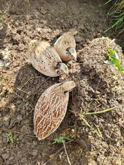 laying quail hen on the ground
