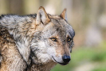 Obraz premium Wolfportäits