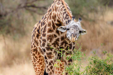 Naklejka premium Wildlife, Safari, Tarangire and Serengeti National Park, Tanzania, July 2023,.More stuff: www.wortsucher.de