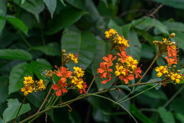 This pictuer is name Phanera integrifolia,  Orange-yellow flowers in the morning sun