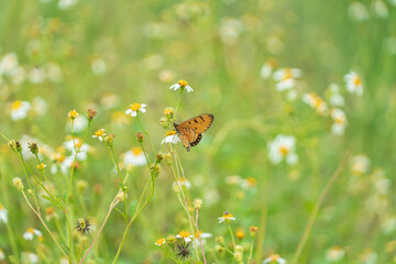 A butterfly is sucking nectar from a flower in the morning.