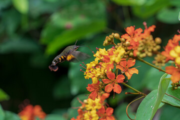 This picture is name Phanera integrifolia,  Orange-yellow flowers in the morning sun