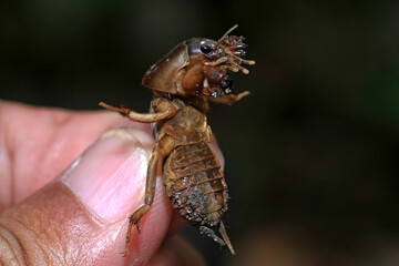 Neocurtilla hexadatyla, the northern mole cricket