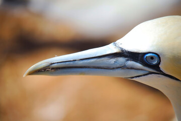Northern gannets – Morus bassanus - on the red cliffs of the German offshore island of Heligoland, Schleswig Holstein, Germany, Europe