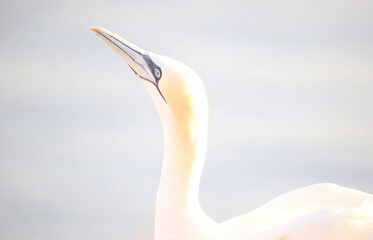 Northern gannets – Morus bassanus - on the red cliffs of the German offshore island of Heligoland, Schleswig Holstein, Germany, Europe