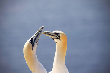 Northern gannets – Morus bassanus - on the red cliffs of the German offshore island of...