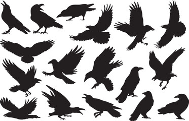 Silhouette of Black Crow
