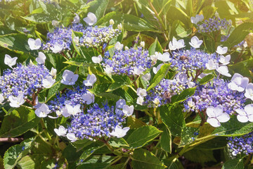 Beautiful flowers of Hydrangea aspera in garden on sunny day