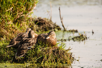Female mallard ducks resting on the marshy shoreline in the late afternoon mid-August sunlight within the Horicon National Wildlife Refuge, Wisconsin