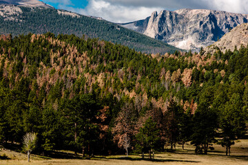 Mountain Pine Beetle infestation is evident in the Upper Beaver Meadows area of Rocky Mountain...