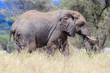 Afrikanische Elefanten