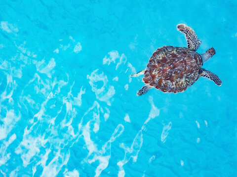 Aerial view of tranquil turtle swimming in clear Caribbean sea, Westpunt, Curacao.