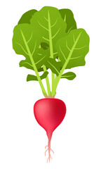 Radish. Red radish with stem and leaves. Vector 3D clipart isolated on white background.