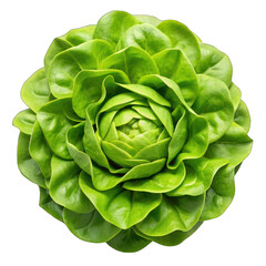 Fresh head round lettuce top view isolated on transparent background