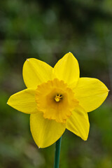 A close-up view of a single daffodil in the late afternoon