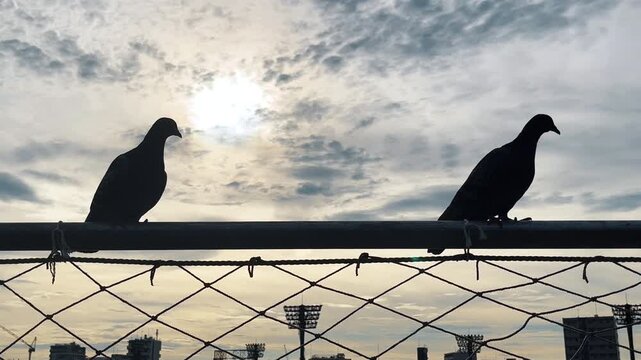 2羽のハトが飛び立つ様子