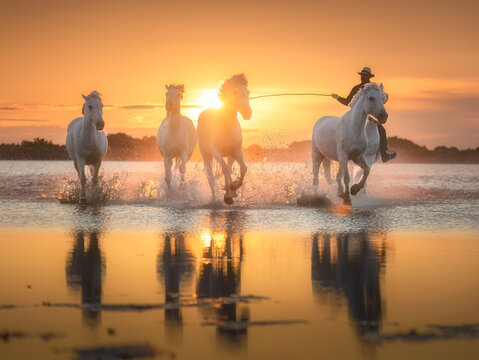 Aerial view of horses galloping in sunset over water, Camargue, France.