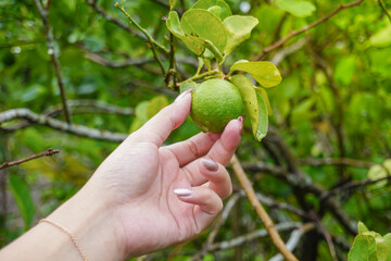 Fototapeta premium Portrait of a person's hand picking and harvesting fresh green lime hanging on a tree. Nature and vacation concept.