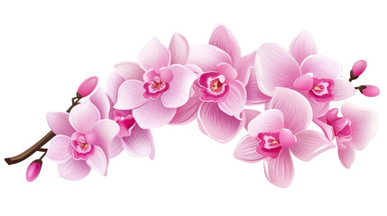 Phalaenopsis orchid isolated on pure white background