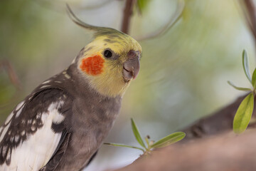 Corella parrot in the wild, parrot with red cheeks	