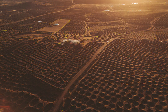 Aerial view of vineyard rows in volcanic landscape at sunset, La Geria, Lanzarote, Canary Islands, Spain.