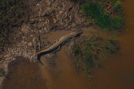 Aerial view of crocodile in mud and water, Kakadu, Northern Territory, Australia.