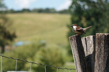 A male sparrow is on a wooden post.