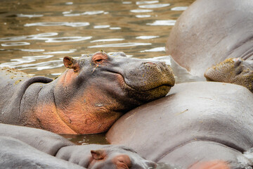 Happy Hippo