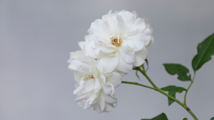 White, climbing roses on a gray background.