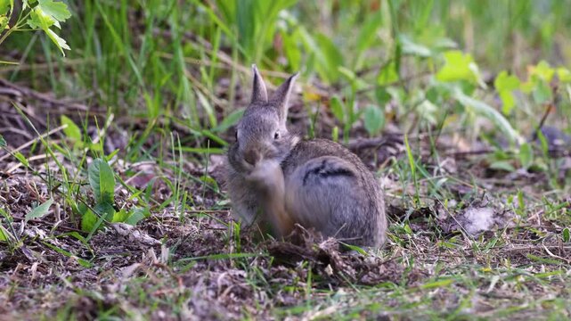 Mountain cottontail rabbit (Sylvilagus nuttallii) itching nose with back foot during spring in Montana