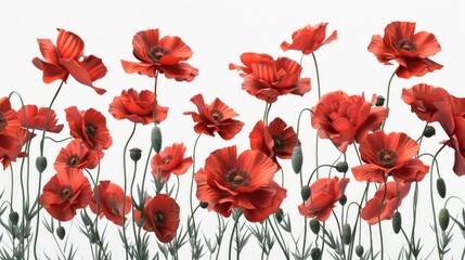 Obraz premium Vibrant digital art of red poppies against a white background. A beautiful botanical illustration with a clean, minimalistic style.