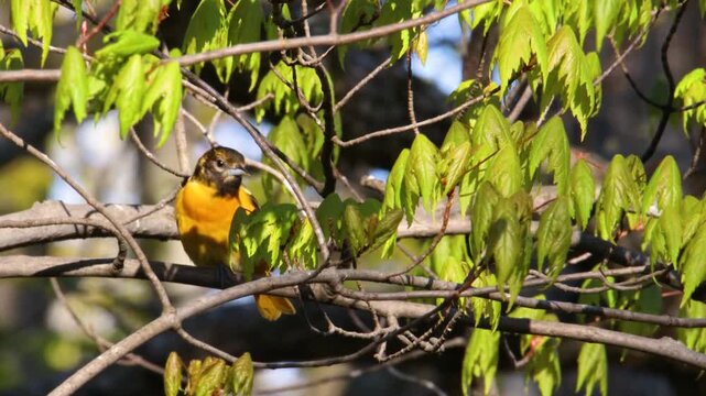 Baltimore oriole (Icterus galbula) perched and singing on a tree branch during early spring with sound