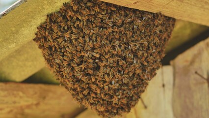A hive of wild bees have attached themselves to the barn.