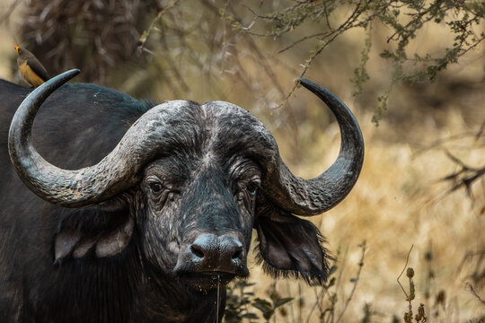 African Buffalo Close-up